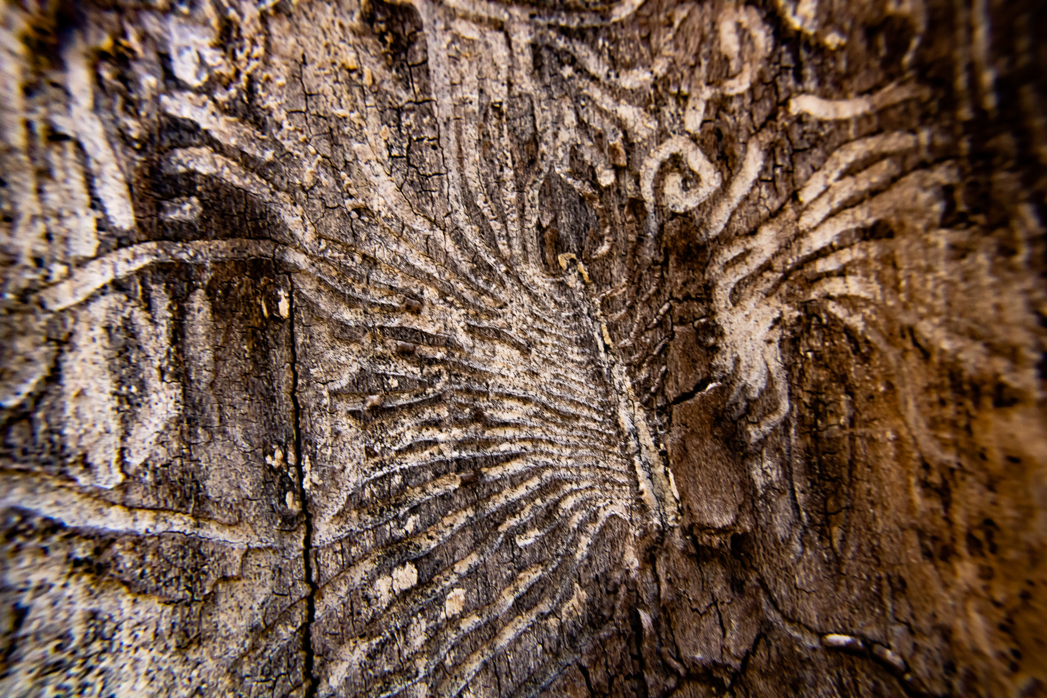 closeup of pattern in old tree bark made from insects