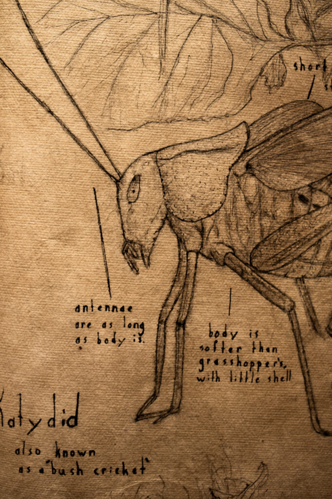 pen sketch of a katydid on brown paper with written descriptions around the drawing
